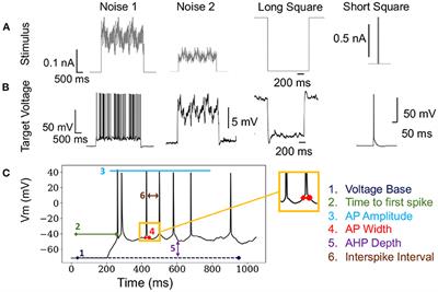 Scaling and Benchmarking an Evolutionary Algorithm for Constructing Biophysical Neuronal Models